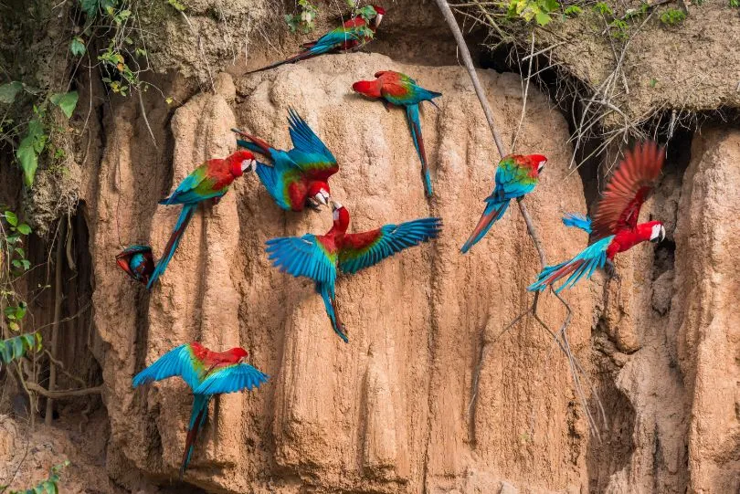 Vogels Amazone Peru