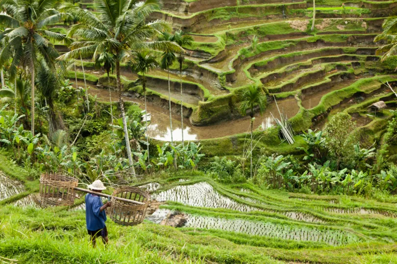 Rondreis Bali Indonesië - rijstterras
