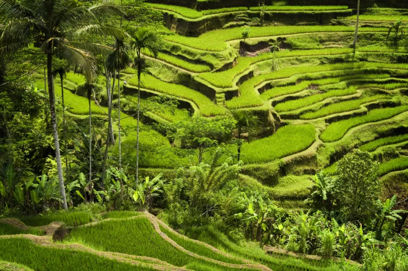 Rondreis Indonesie - Bali Ubud