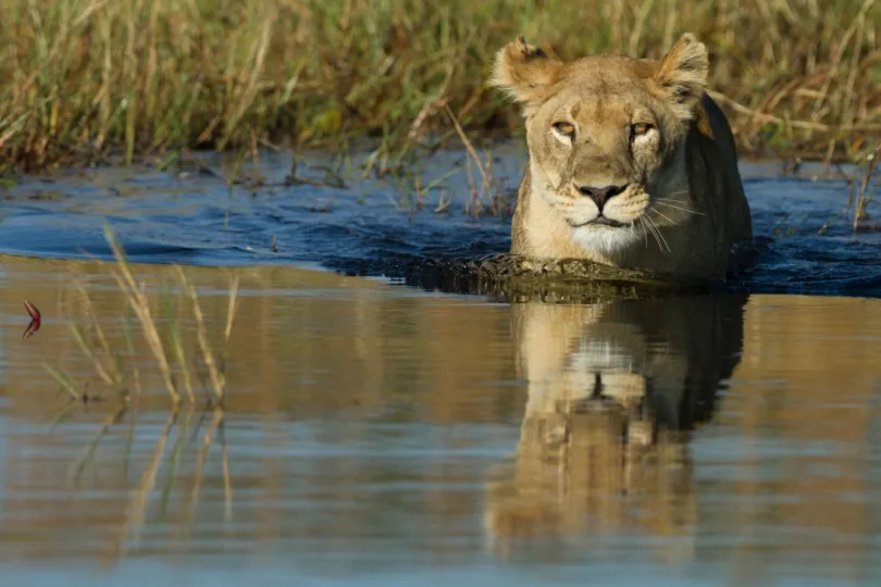 Chobe leeuw