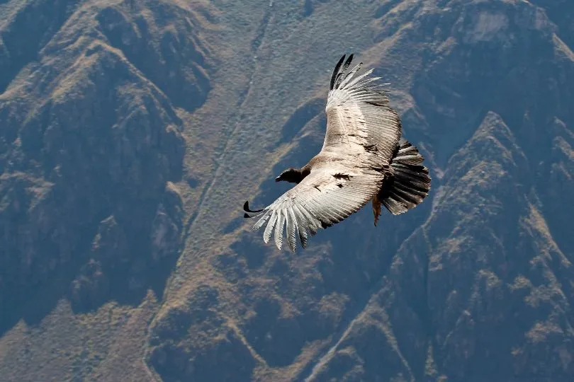 Condor Colca Canyon Peru