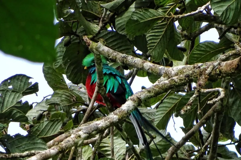 Individuele reis Costa Rica quetzal vogel