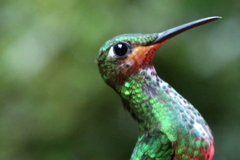 Vogels Costa Rica robijnkolibrie