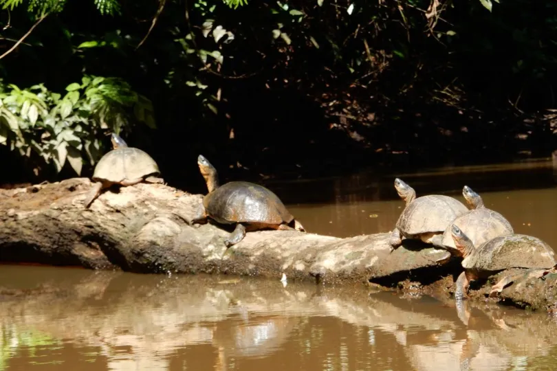 Hoogtepunten Costa Rica Tortuguero schildpadden