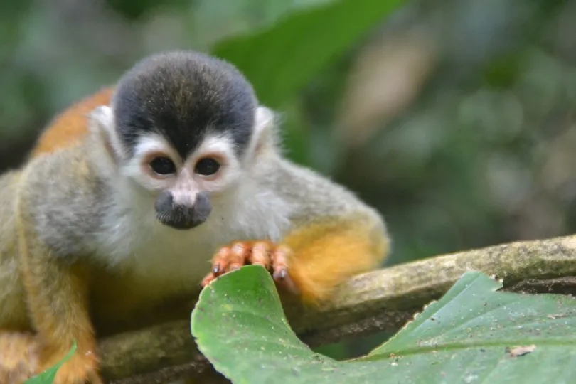 Costa Rica individuele rondreis aap met blad