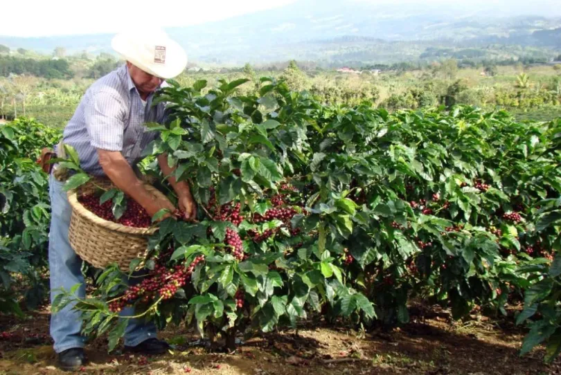 Costa Rica excursies koffieboer plukt koffie