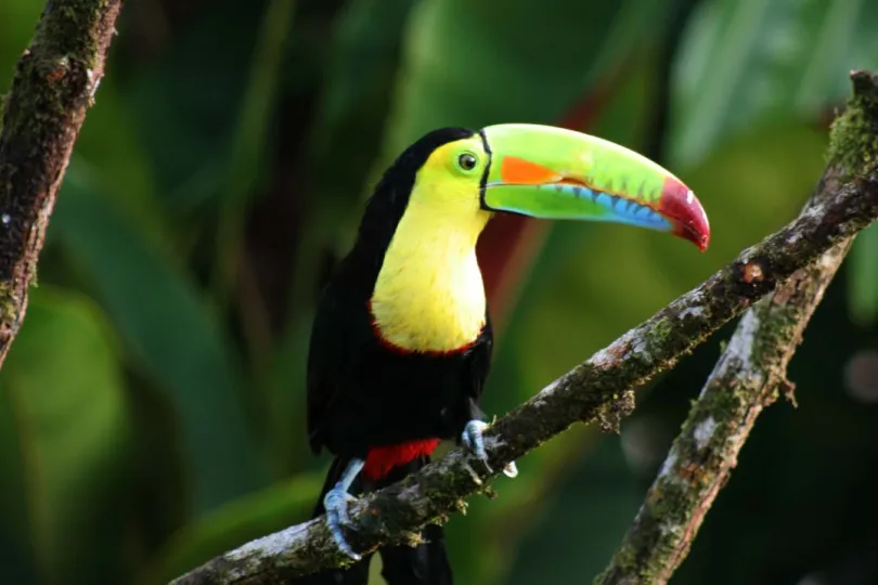 Individuele rondreis Costa Rica toekan