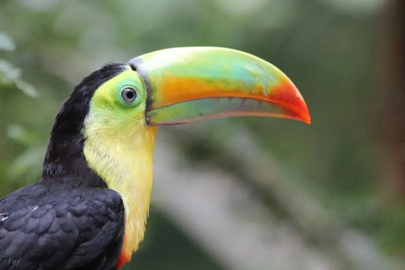 Vogels Costa Rica toekan