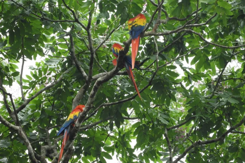 Familiereis Costa Rica vogels spotten