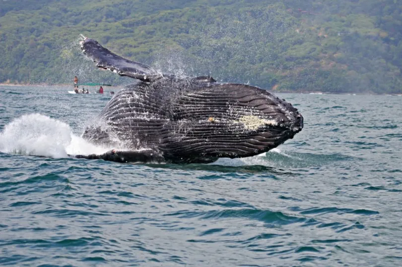 Costa Rica activiteiten walvissen spotten in Marino Ballena