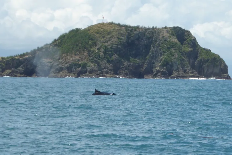 Reisverslag Costa Rica walvis spotten