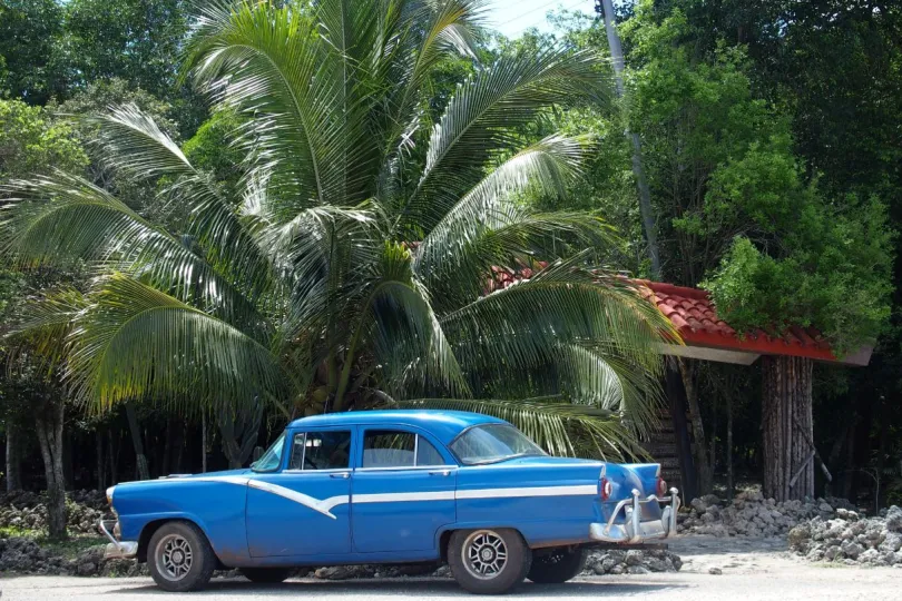 Familiereis Cuba ervaring oldtimer palmboom