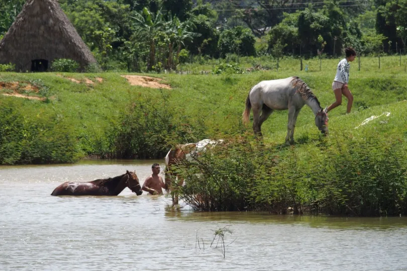 Cuba reiservaring paarden in water