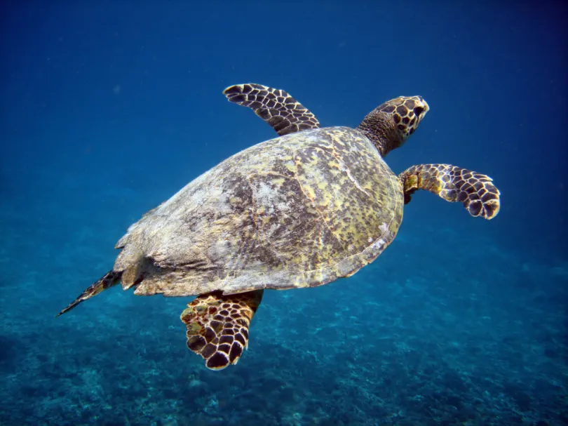 Rondreis Indonesië - zeeschildpad