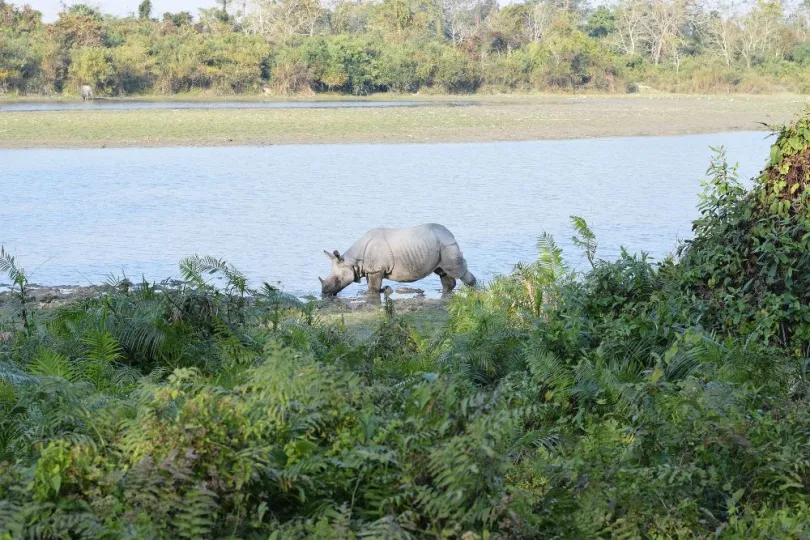 India Assam neushoorn bij het water