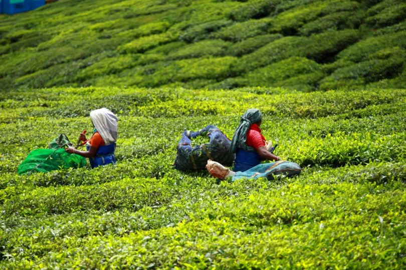 India thee plantage