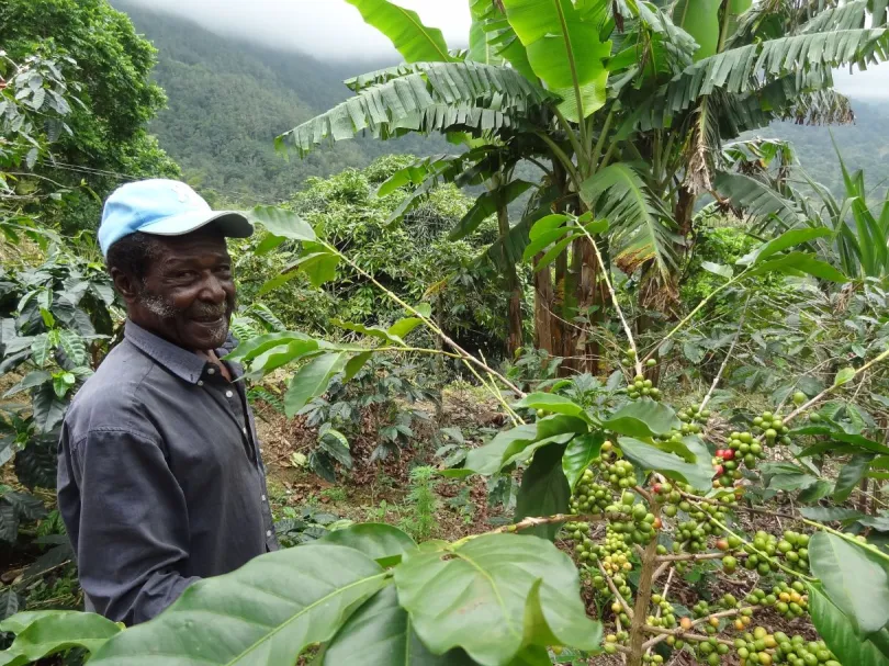 Jamaica vakantie lokale koffieboer