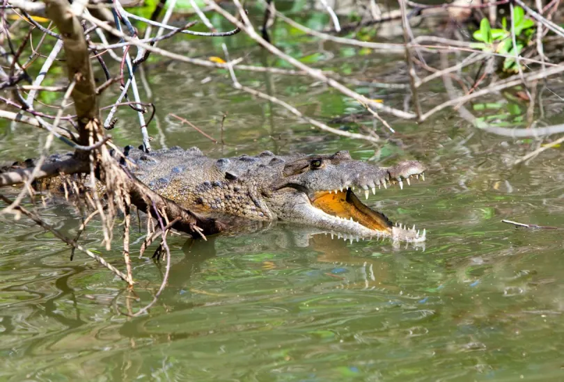 Jamaica excursies krokodil Black River
