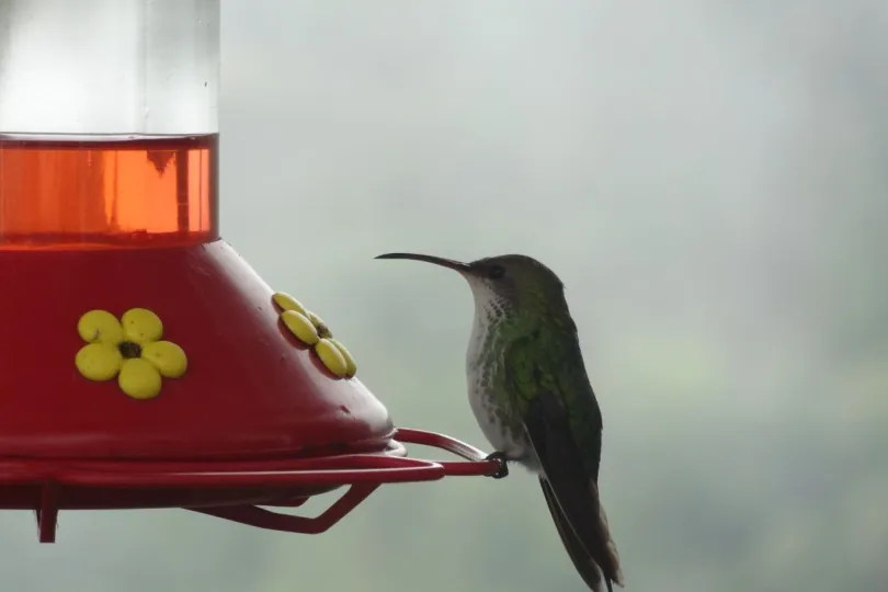 Individuele rondreis Jamaica vogeltje