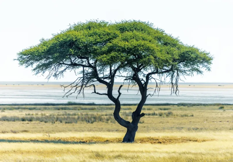 Etosha park