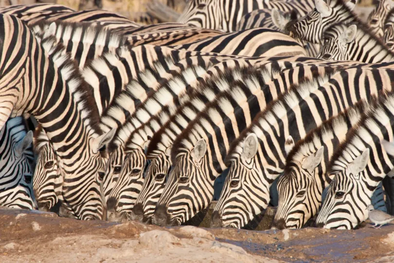 Etosha zebra's