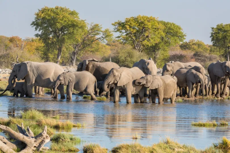 Etosha olifanten