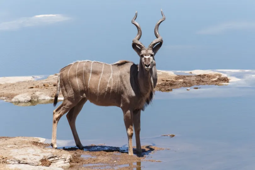 Etosha safari
