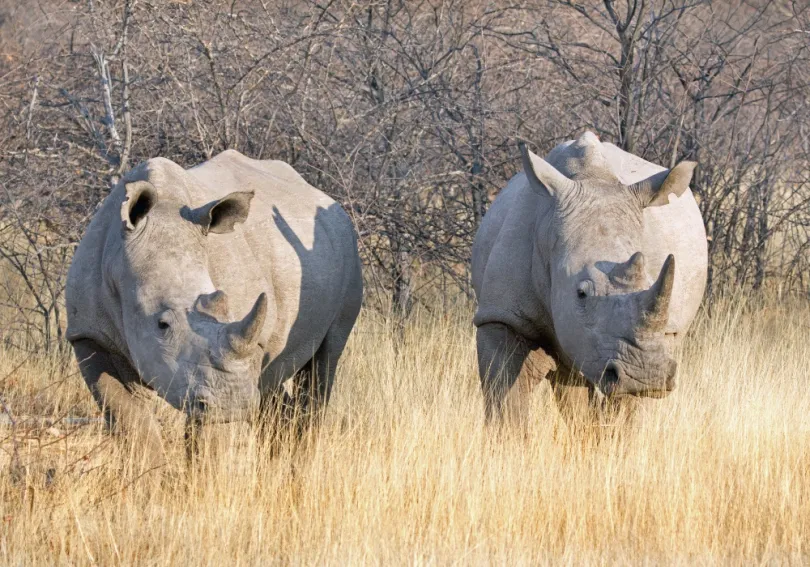 Etosha 