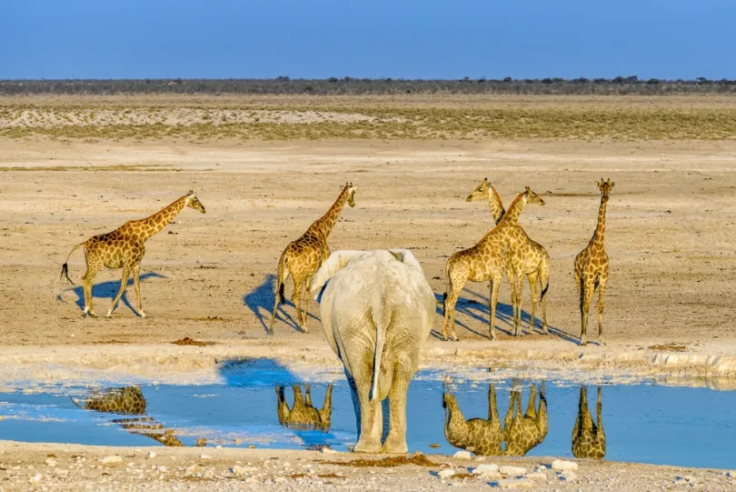 Etosha Park