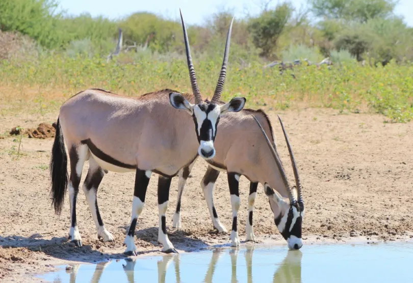 Safari Etosha