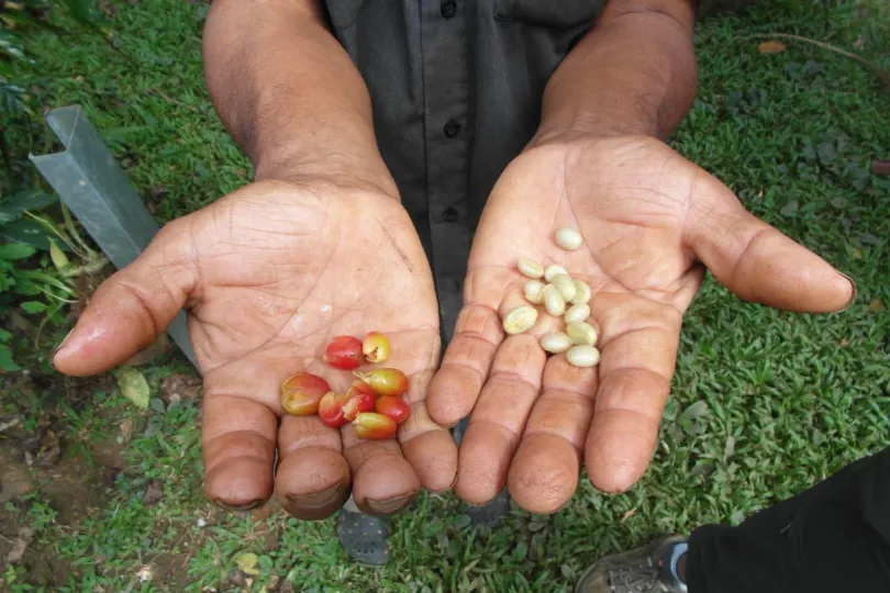 Panama individuele rondreis koffiebonen in hand