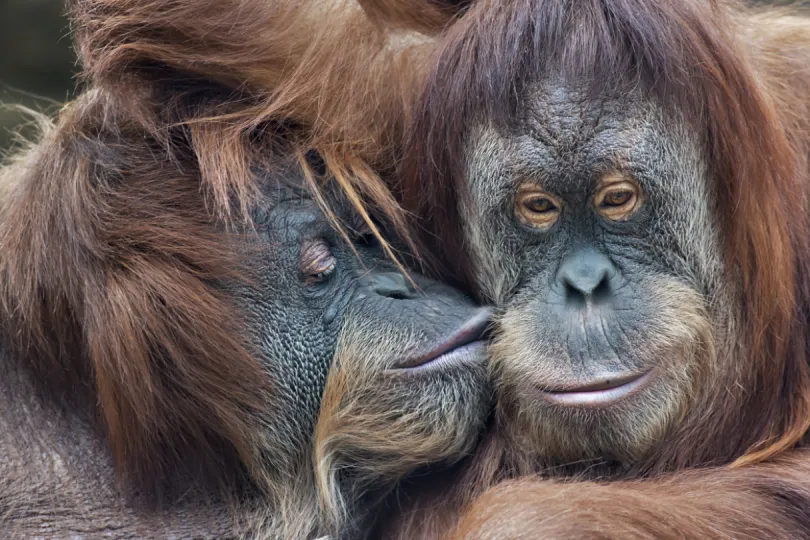 Rondreis Sumatra Indonesië - orang oetan