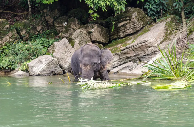 Rondreis Sumatra - Indonesië - olifanten