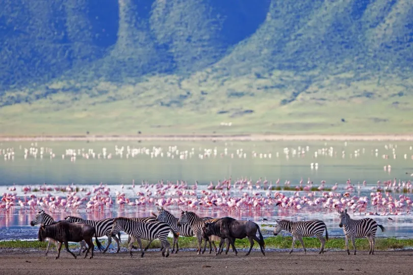 Ngorongoro dieren