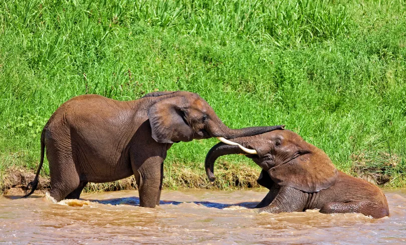 Tarangire Tanzania