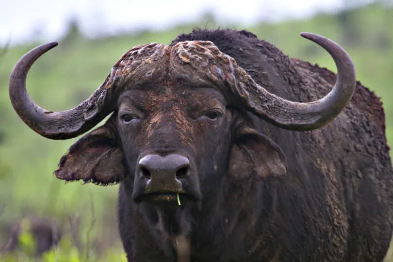 Zuid-Afrika Buffel