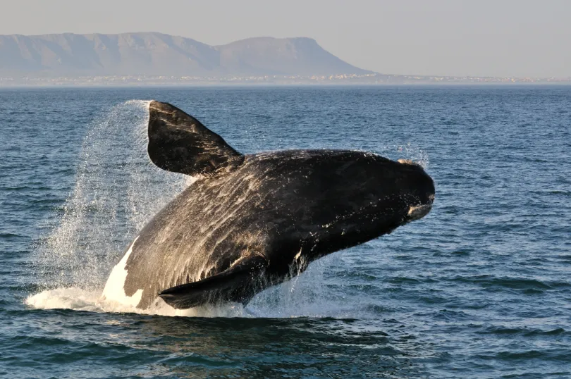 Walvis Zuid Afrika