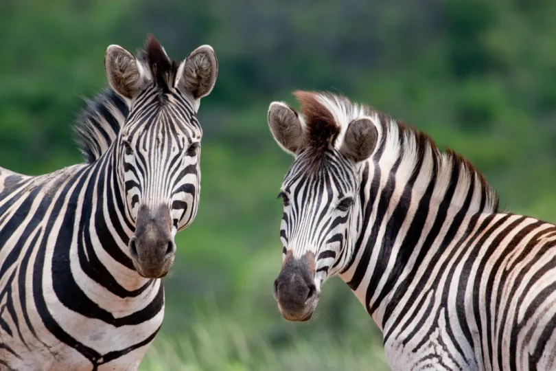 Hlulhuwe Zebra's