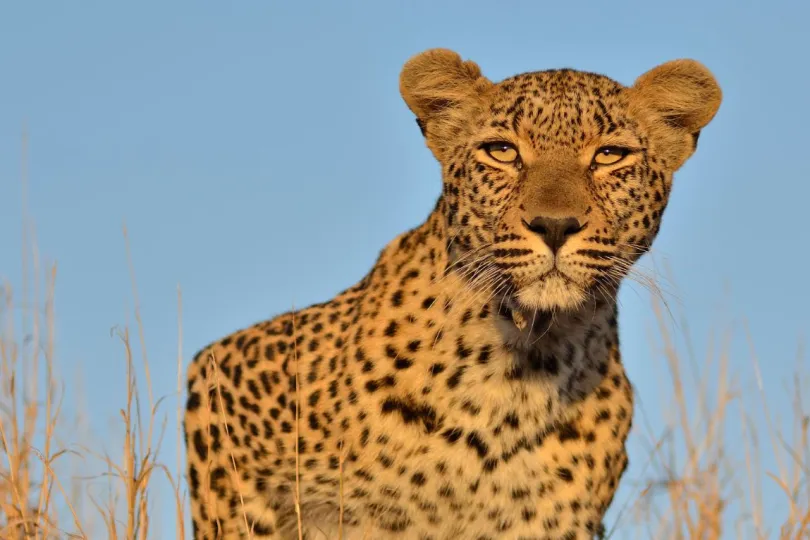 Zuid-Afrika safari