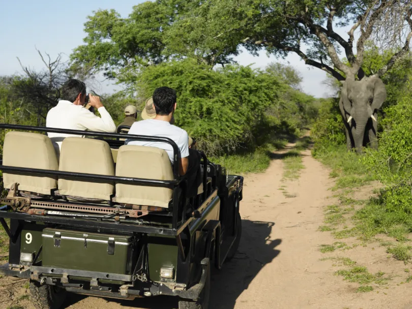 Kruger Safari