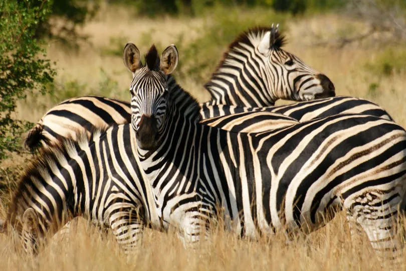 Safari Zuid Afrika