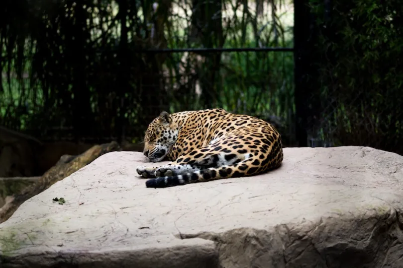 Jaguar rescue center Costa Rica