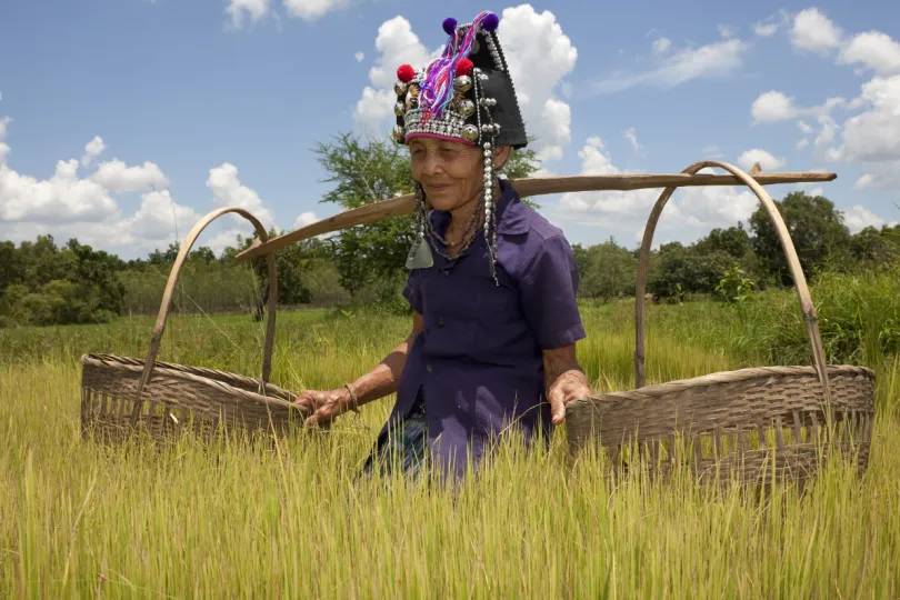 Thailand - rijstvelden