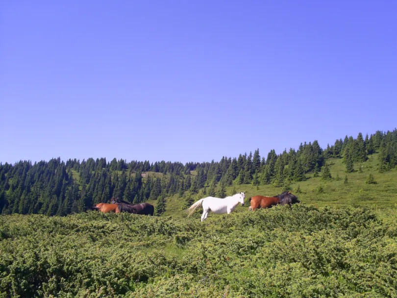 Bulgarije Rhodopen paarden