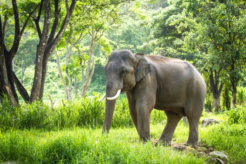 Rondreis Thailand - Chiang Mai