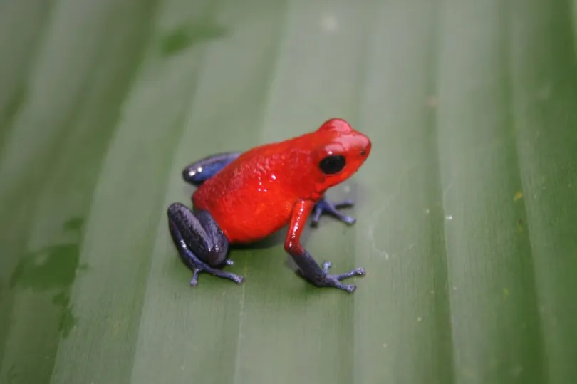 Costa Rica excursies rood gifkikkertje