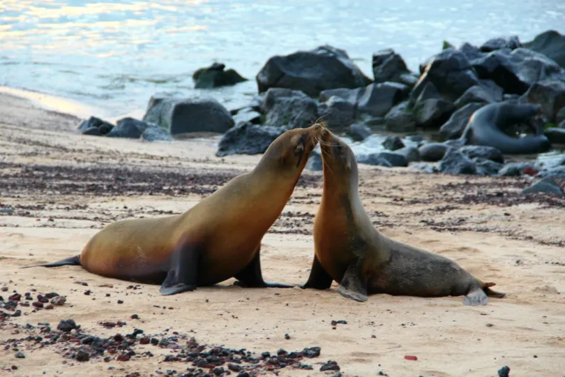 Eilandhoppen Galapagos San Cristobal zeeleeuwen
