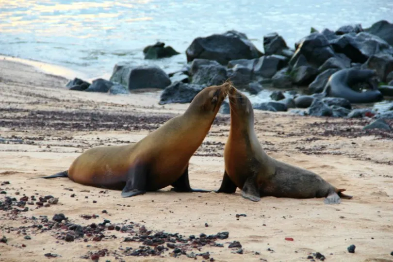 Eilandhoppen Galapagos reizen San Cristobal zeeleeuwen