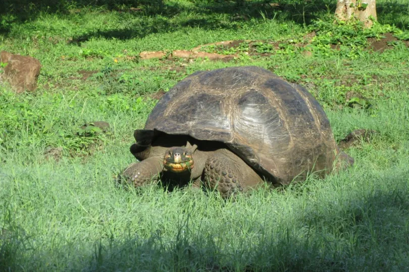 Rondreis Galapagos Santa Cruz schildpad bij el Chato