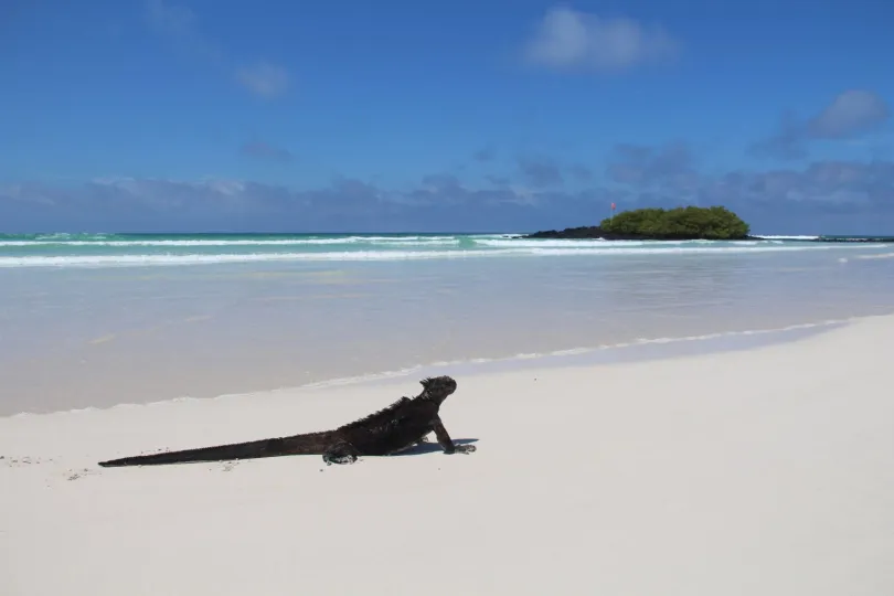 Beste reistijd Galapagos Santa Cruz Tortuga Bay